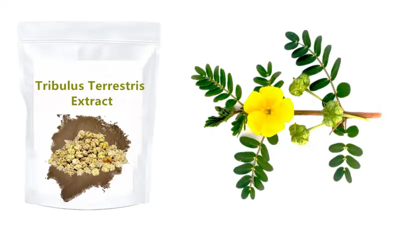 Best Tribulus Terrestris Extract Best Tribulus Terrestris Extract