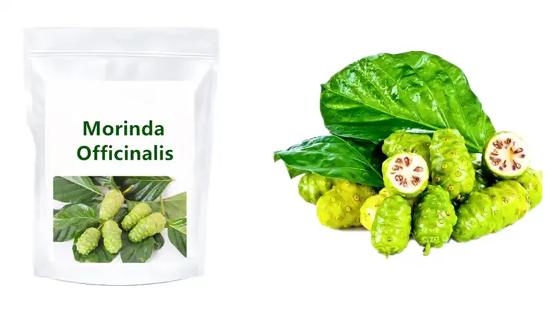 morinda extract powder