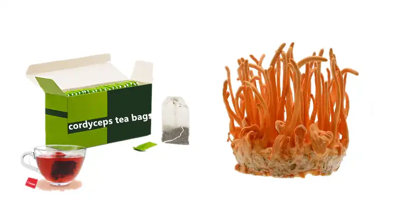 Cordyceps Militaris Tea  Cordyceps Militaris Tea