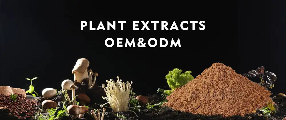 Turkey Tail extract powder Turkey Tail extract powder