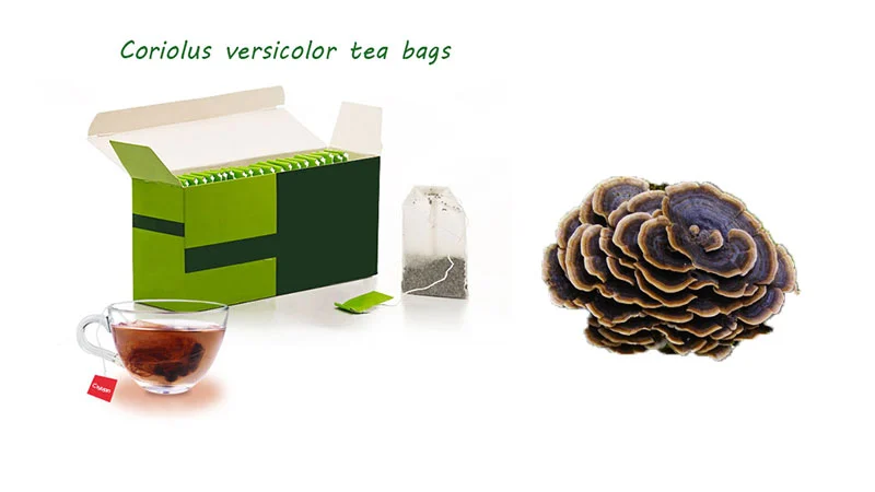 Coriolus versicolor tea Coriolus versicolor tea