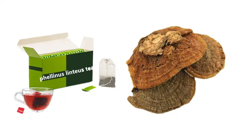 Phellinus linteus tea Phellinus linteus tea