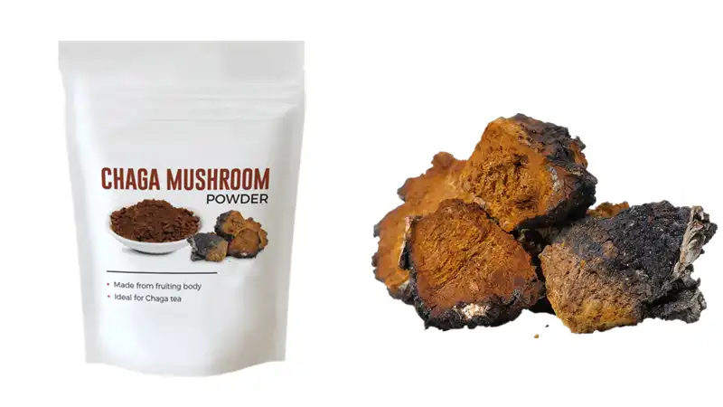 Chaga mushroom tea Chaga mushroom tea