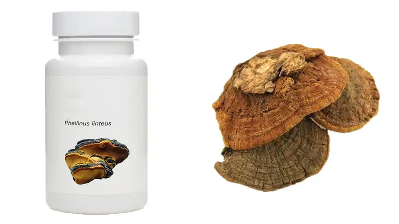 Phellinus linteus supplement Phellinus linteus supplement