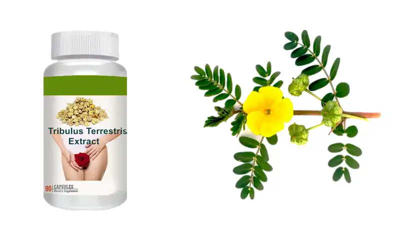 Best tribulus terrestris extract