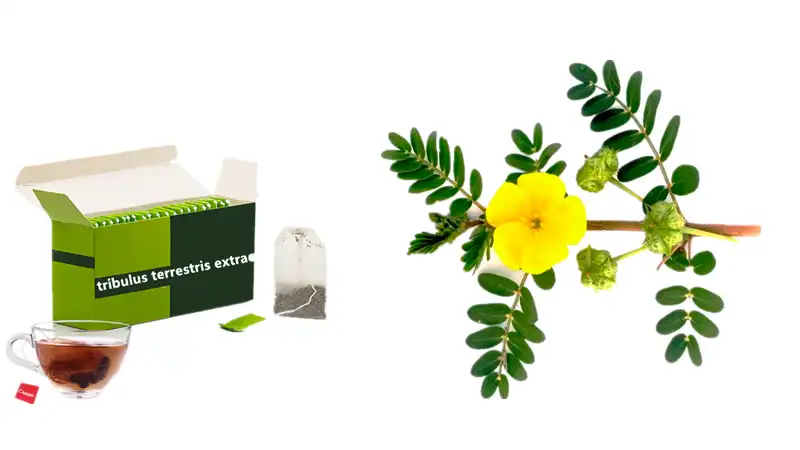 Best tribulus terrestris extract