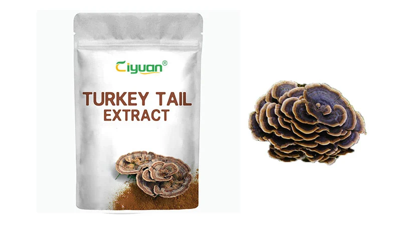 Turkey Tail extract powder