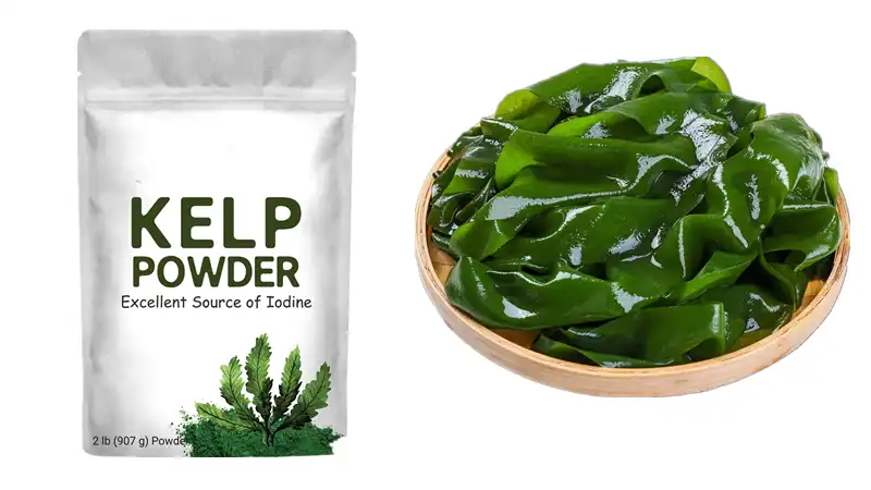 Kelp Extract Powder
