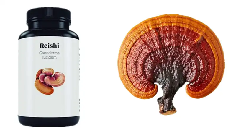  Reishi extract capsules