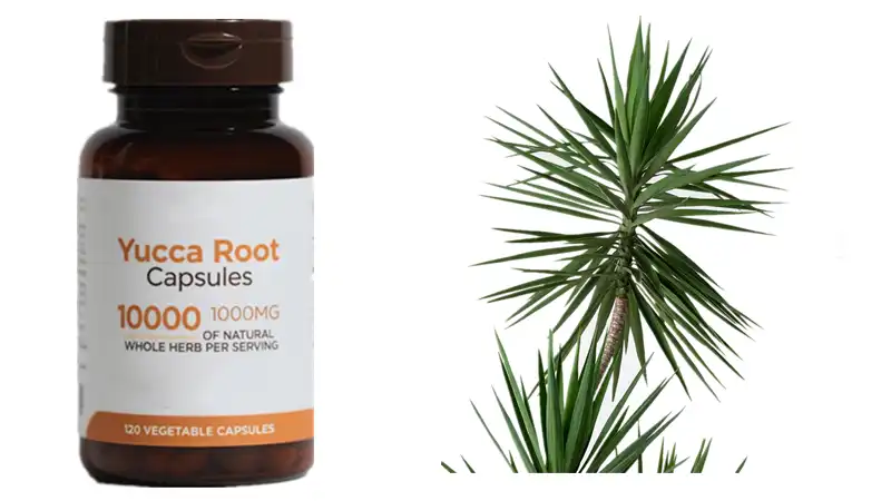 Yucca Root Capsules Yucca Root Capsules
