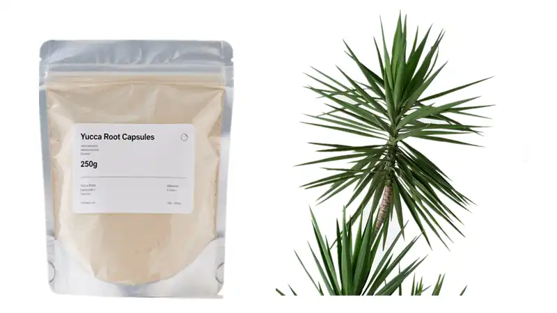 Yucca Extract Powder Yucca Extract Powder