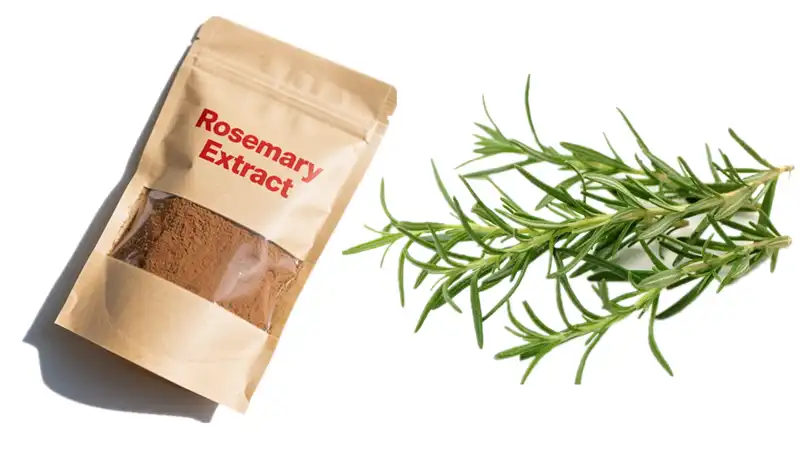 Rosemary Extract Supplement Rosemary Extract Supplement