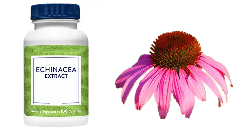 Echinacea Extract Capsules Echinacea Extract Capsules