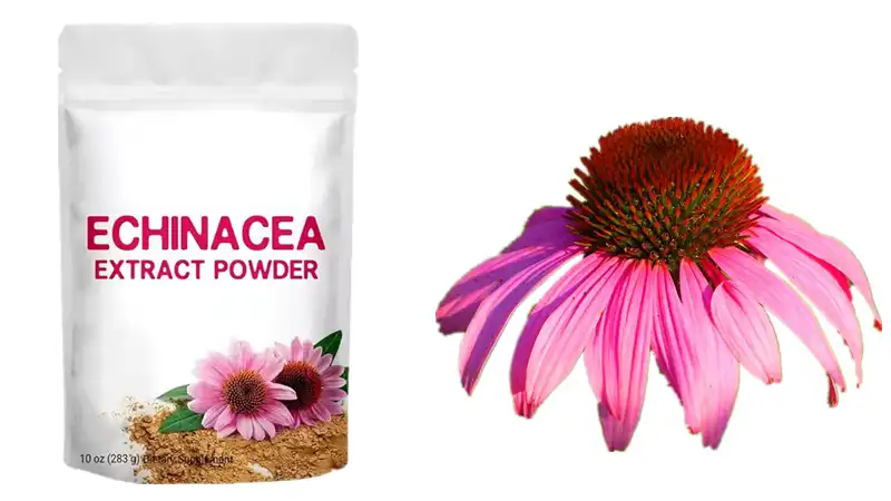 Echinacea Herb Extract Echinacea Herb Extract