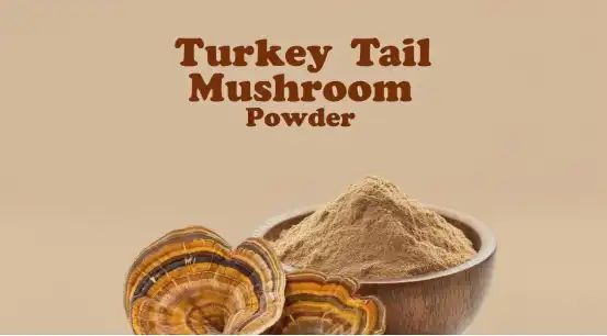 Coriolus Versicolor Coriolus Versicolor