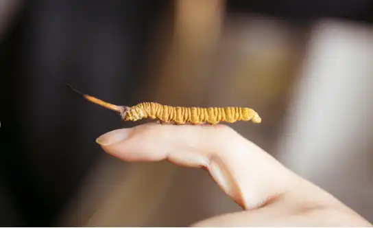 Cordyceps sinensis Cordyceps sinensis