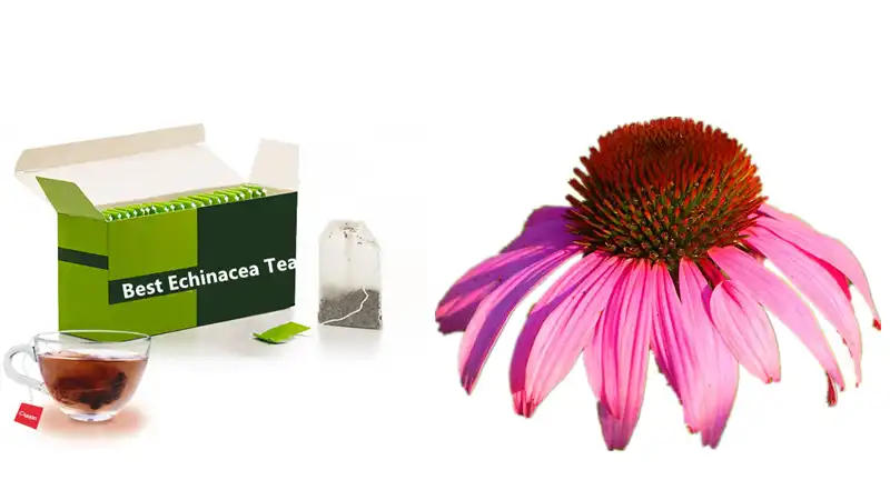 Best Echinacea Tea Best Echinacea Tea
