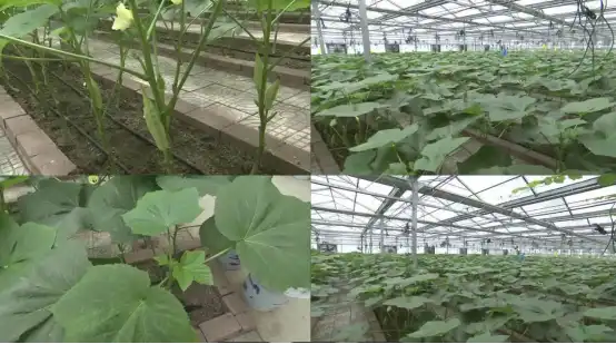 Okra supplement