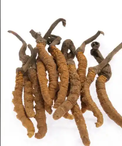  Cordyceps Militaris Tablets
