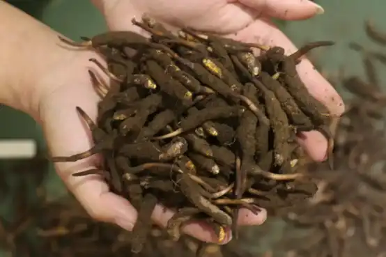  Cordyceps Militaris Tablets