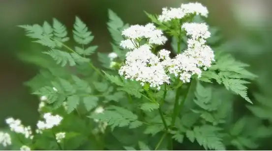 Angelica Sinensis