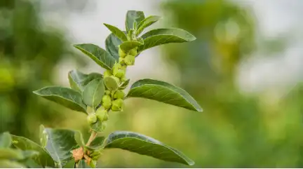ashwagandha  ashwagandha