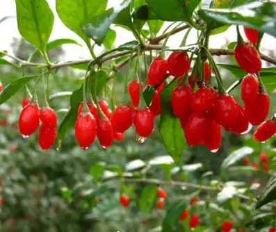 Wolfberries Wolfberries