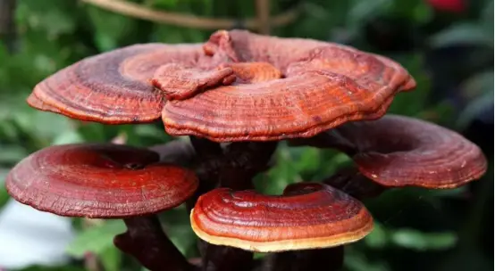 Ganoderma lucidum tablets Ganoderma lucidum tablets