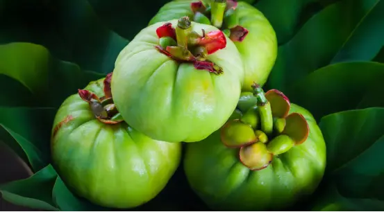 Garcinia Cambogia Extract Tablets