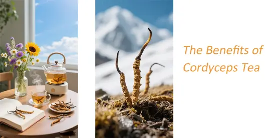 https://www.cysupplement.com/tea/cordyceps-militaris-tea