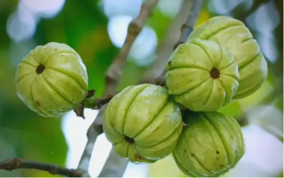 Garcinia Cambogia Extract Tablets 