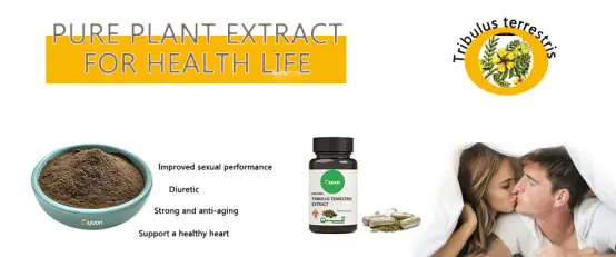 Best Tribulus Terrestris Tablets Best Tribulus Terrestris Tablets