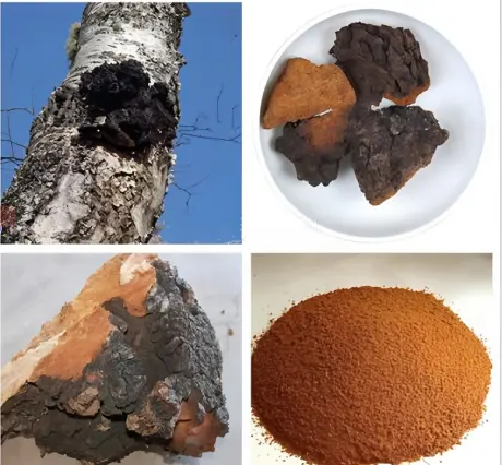 Chaga mushroom tablets