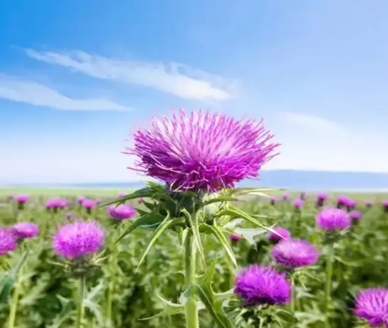 Milk Thistle Extract Tablets