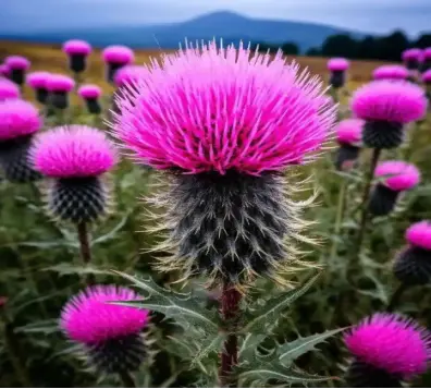 Milk Thistle Extract Tablets