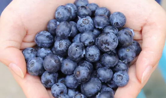 Wild blueberry acai tea
