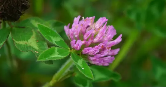 Red Clover Tablets