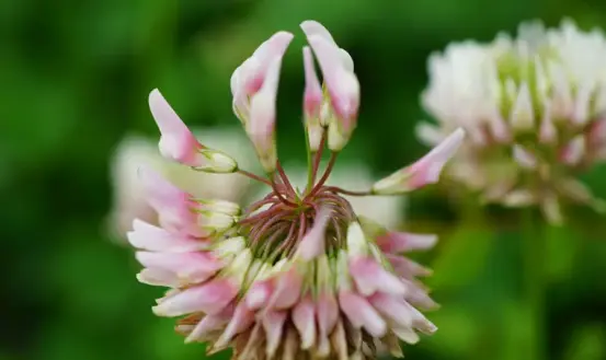 Red Clover Tablets