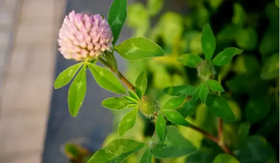 Red Clover Tablets