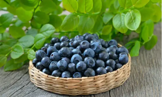 Wild blueberry tablets
