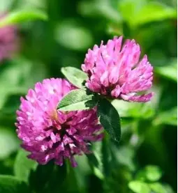 Red Clover Tablets