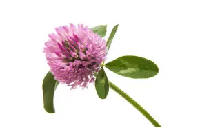 Red Clover Tablets