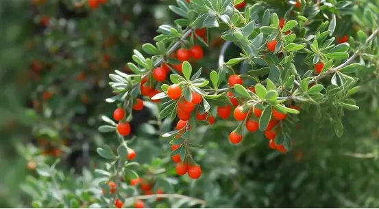 Wolfberry Pills