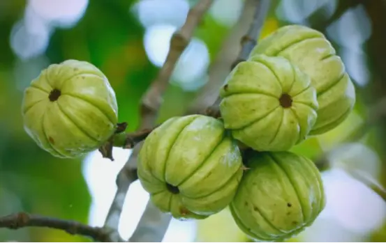 Garcinia Cambogia Extract Tablets Garcinia Cambogia Extract Tablets