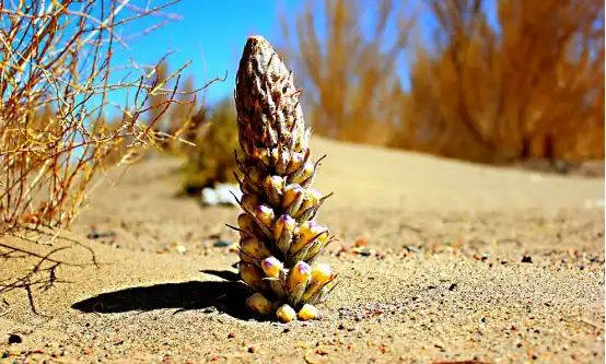 Cistanche Root Supplement