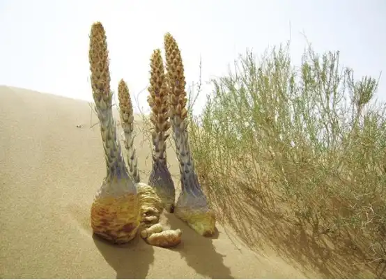 Cistanche Root Supplement Cistanche Root Supplement