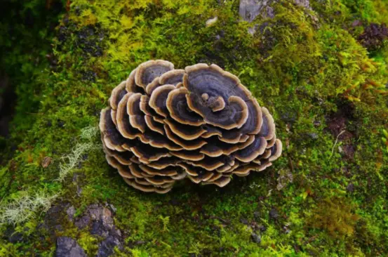 Coriolus Versicolor tablets