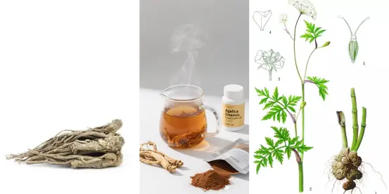 Angelica sinensis Angelica sinensis