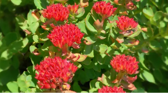 Rhodiola Rhodiola