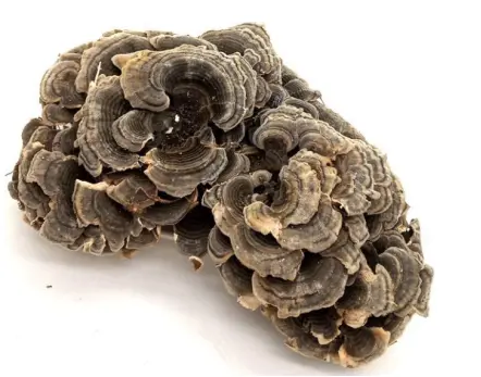Turkey Tail extract powder